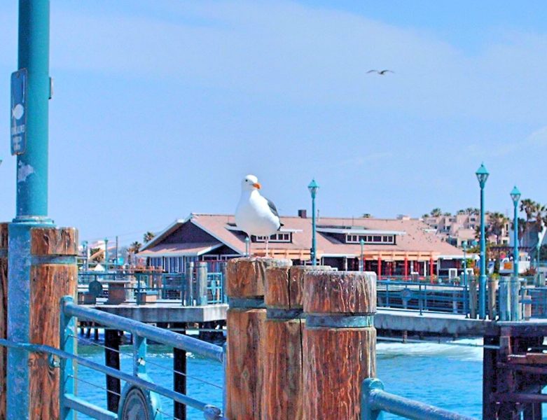 Redondo Beach Vacation California Los Angeles Redondo Beach Pier Seagulls
