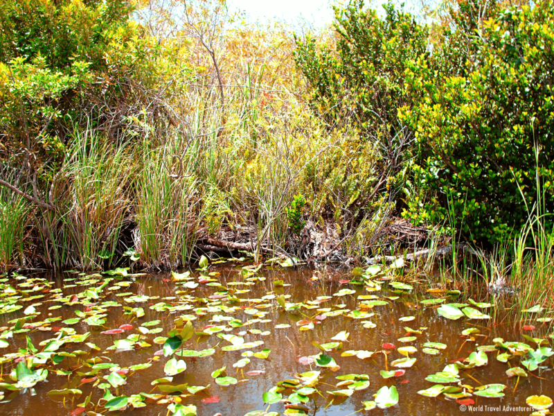 Everglades National Park Miami Dade Florida Gators Aligators