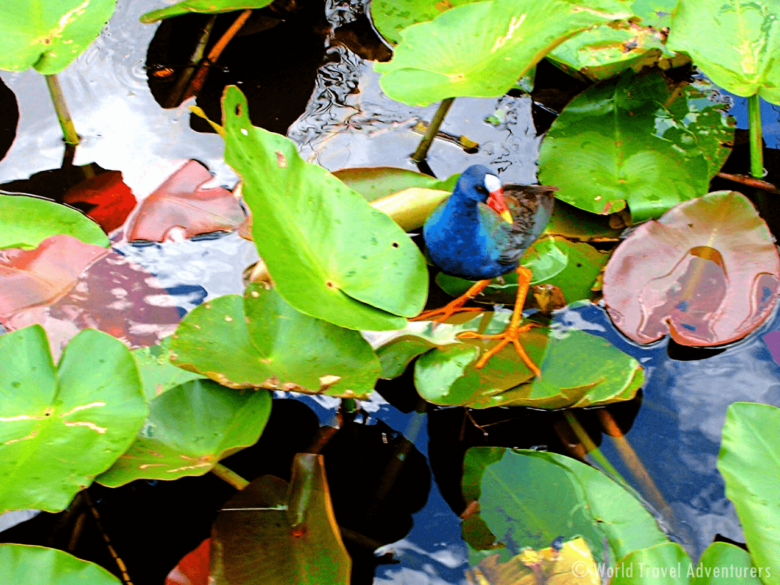 Everglades National Park Miami Dade Florida