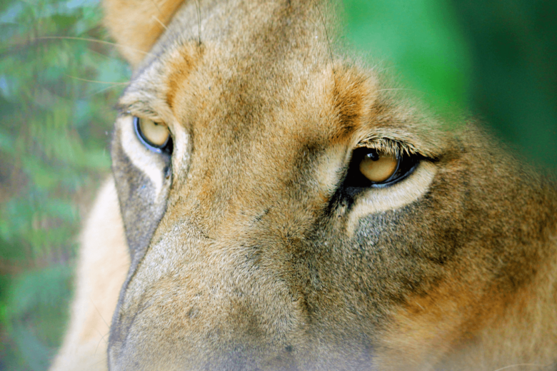 Mvog-Betsi Zoo Yaounde Cameroon Tourism Family Friendly Activity Mandrills Mangabey Lions