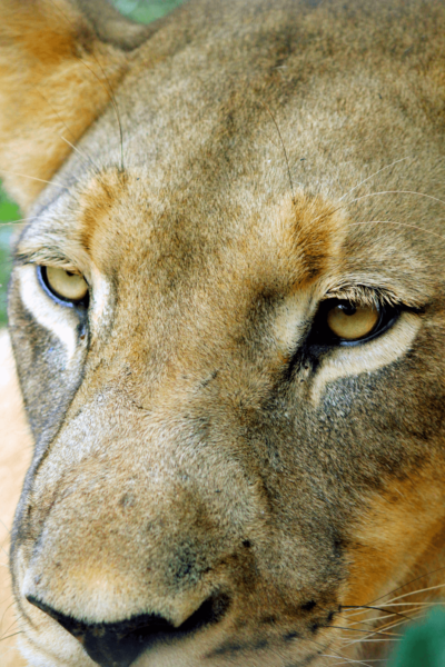Mvog-Betsi Zoo Yaounde Cameroon Tourism Family Friendly Activity Mandrills Mangabey Lions Gazelle Caiman