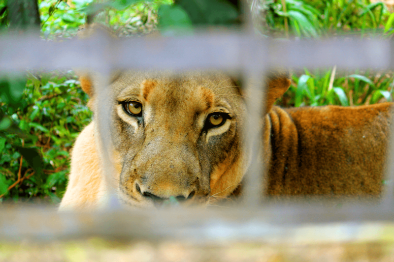 Mvog-Betsi Zoo Yaounde Cameroon Tourism Family Friendly Activity Mandrills Mangabey Lions