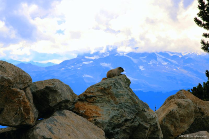 Whistler Activity Center Romantic Vacation Olympic Rings British Columbia Peak To Peak Gondolas Blackcomb Whistler Alpine hike hoary marmot