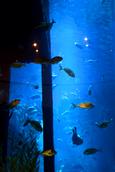 DubaiMallAquarium, Dubai Mall Aquarium, Dubai Mall, Dubai, United Arab Emirates, UAE, Luxury, Luxury travel, World Travel Adventurers, WorldTravelAdventurers, Shopping, Dubai Mall, World's Largest mall, aquarium, Dubai Aquarium