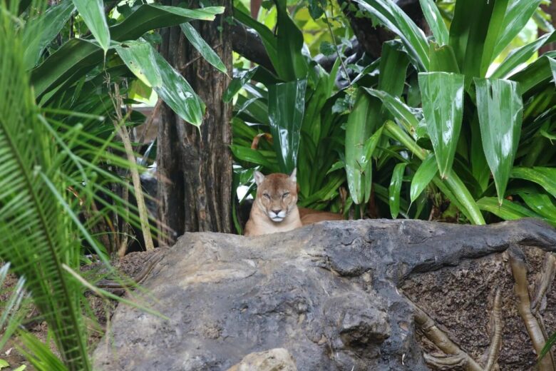 Costa Rica Wildlife: 10 Reasons to visit Diamante Animal Sanctuary