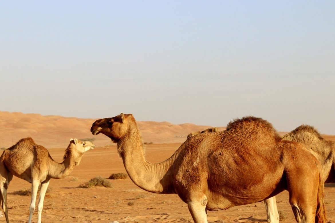 Arabian glamping in Oman desert at Sama Al Wasil Desert Camp Oman