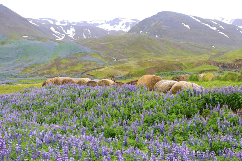 10 Things to do in Iceland in June