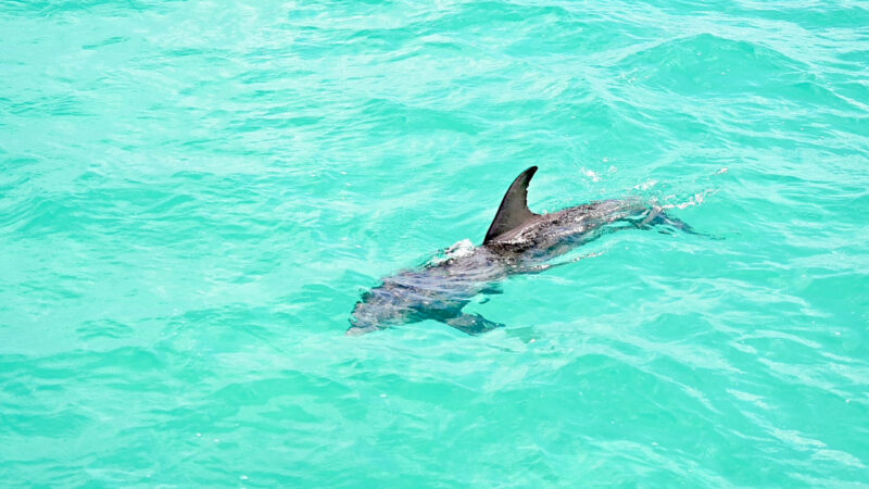 Bottlenose dolphin swimming in Florida Keys