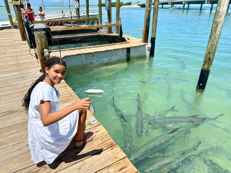 feeding tarpon